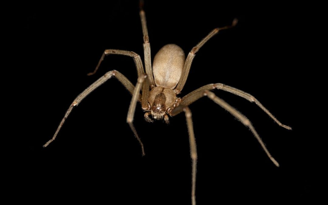 4 Tips to Keep Brown Recluse Spiders Out of Your Home