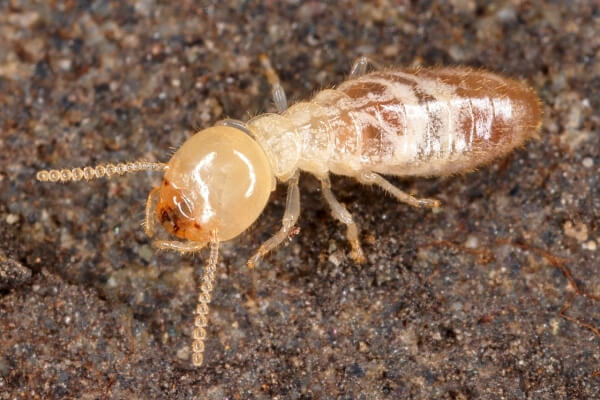 Five Facts About Termites You Probably Didn’t Know
