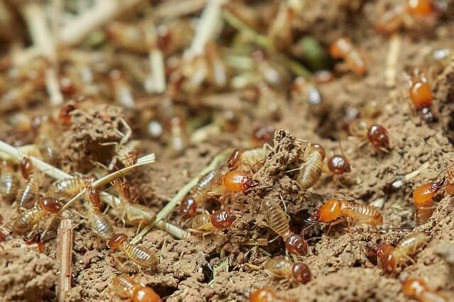 The Different Types of Termites: Understanding Your Pest Problem
