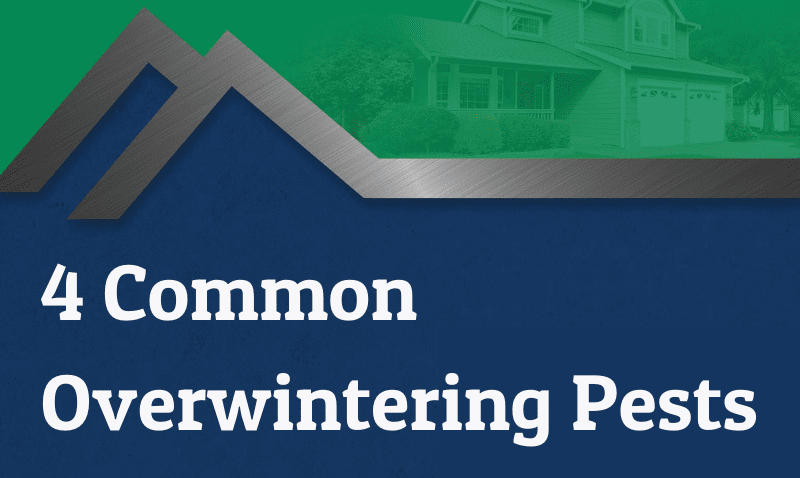 Overwintering Pest Identification & Prevention