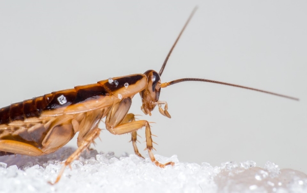 The Four Real Reasons You Have a Roach Problem