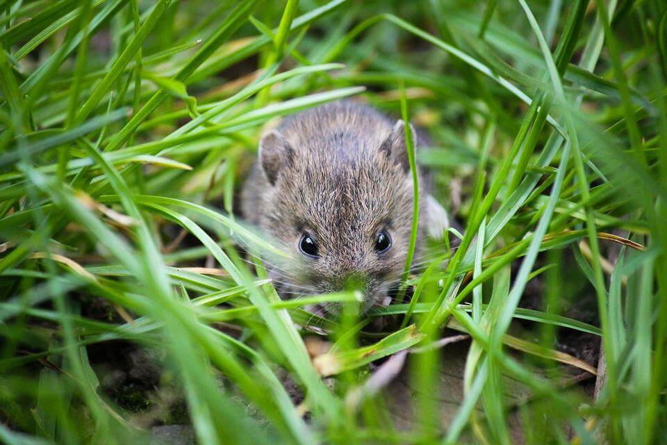The Best Ways to Keep Rodents Out of Your Garden
