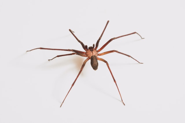 Five of the Most Common Spiders in Arkansas