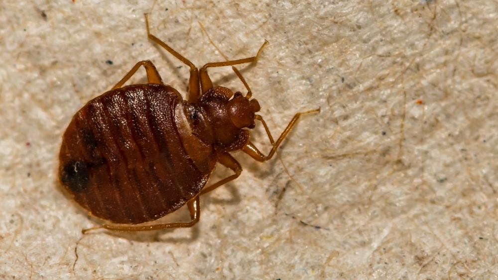 Close-up of a brown bed bug on a textured, light-colored surface. The bug is shown from above, displaying its segmented body and thin legs.