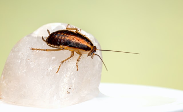 Bug MD - Cockroaches can spread bacteria throughout the house, and a  cockroach-infested home may even trigger asthma, especially in kids. 🙅 To  prevent this, get an effective and safe yet affordable