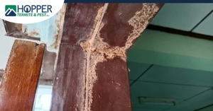 What Happens if Termites Go Untreated
