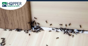 How to Win the Fight Against Ants