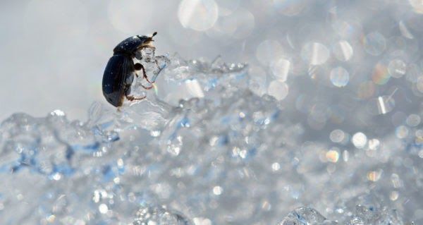 A beetle clings to a piece of ice, surrounded by a sparkling, blurred icy backdrop. The sunlight reflects off the ice, creating a shimmering bokeh effect.