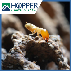 When is Termite Season?