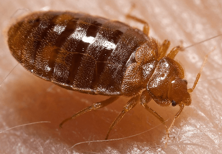 Where Are Bed Bugs Coming From?