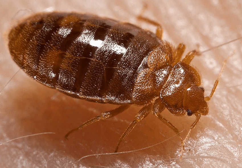 mild bed bug infestation