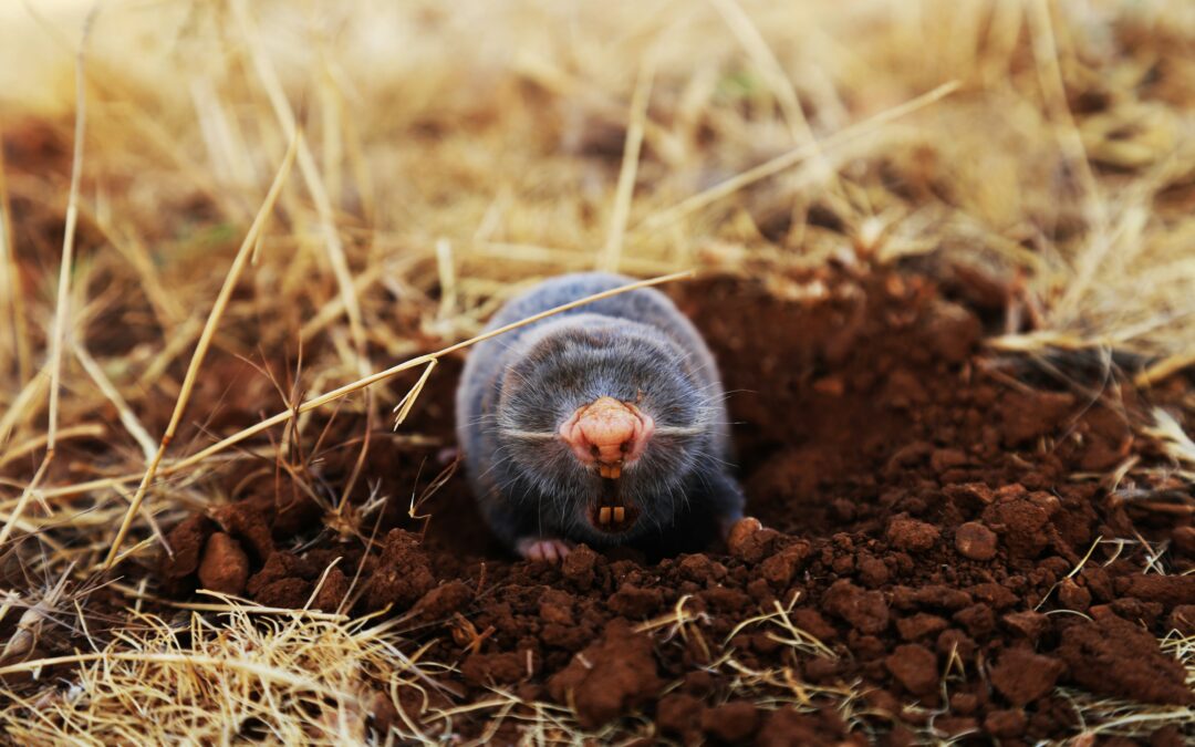 Moles & Voles – Small Rodents, Big Damage