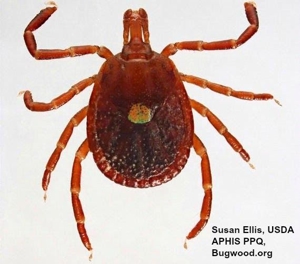 Tips to Survive Ticks in Arkansas and the Ozarks