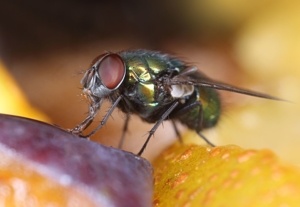 Identifying the Flies in Your Home