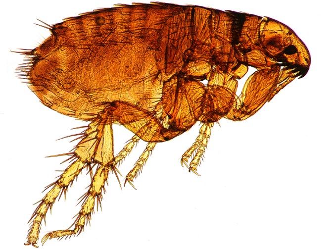The Skinny On Fleas
