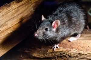 Is Pest Control Necessary in the Winter?
