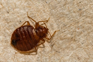 Close-up of a brown bed bug on a textured, beige surface. The insects oval body, six legs, and segmented back are visible.