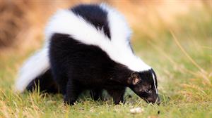 A skunk with distinctive black and white striped fur is walking on grassy ground. It is facing downward, appearing to sniff the grass. The background is blurred, emphasizing the skunk.