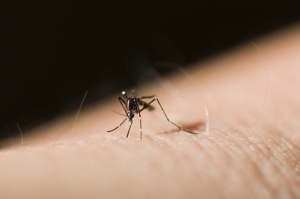 The 5 Most Common Misconceptions About Mosquitoes