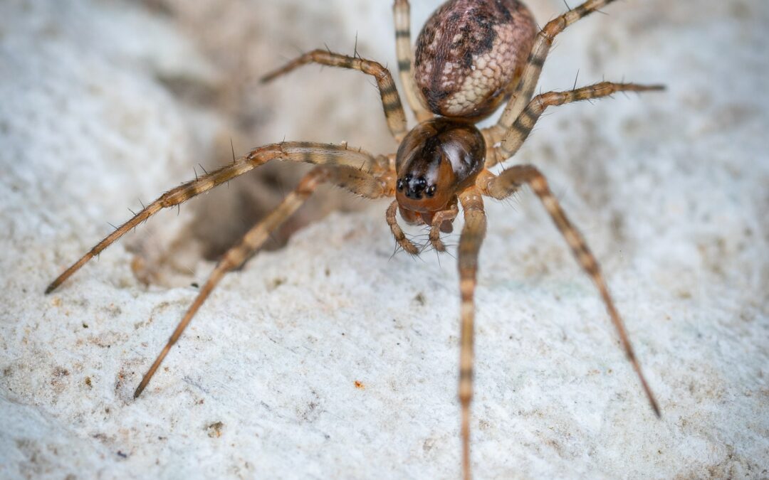 Brown Recluse Spiders in Arkansas