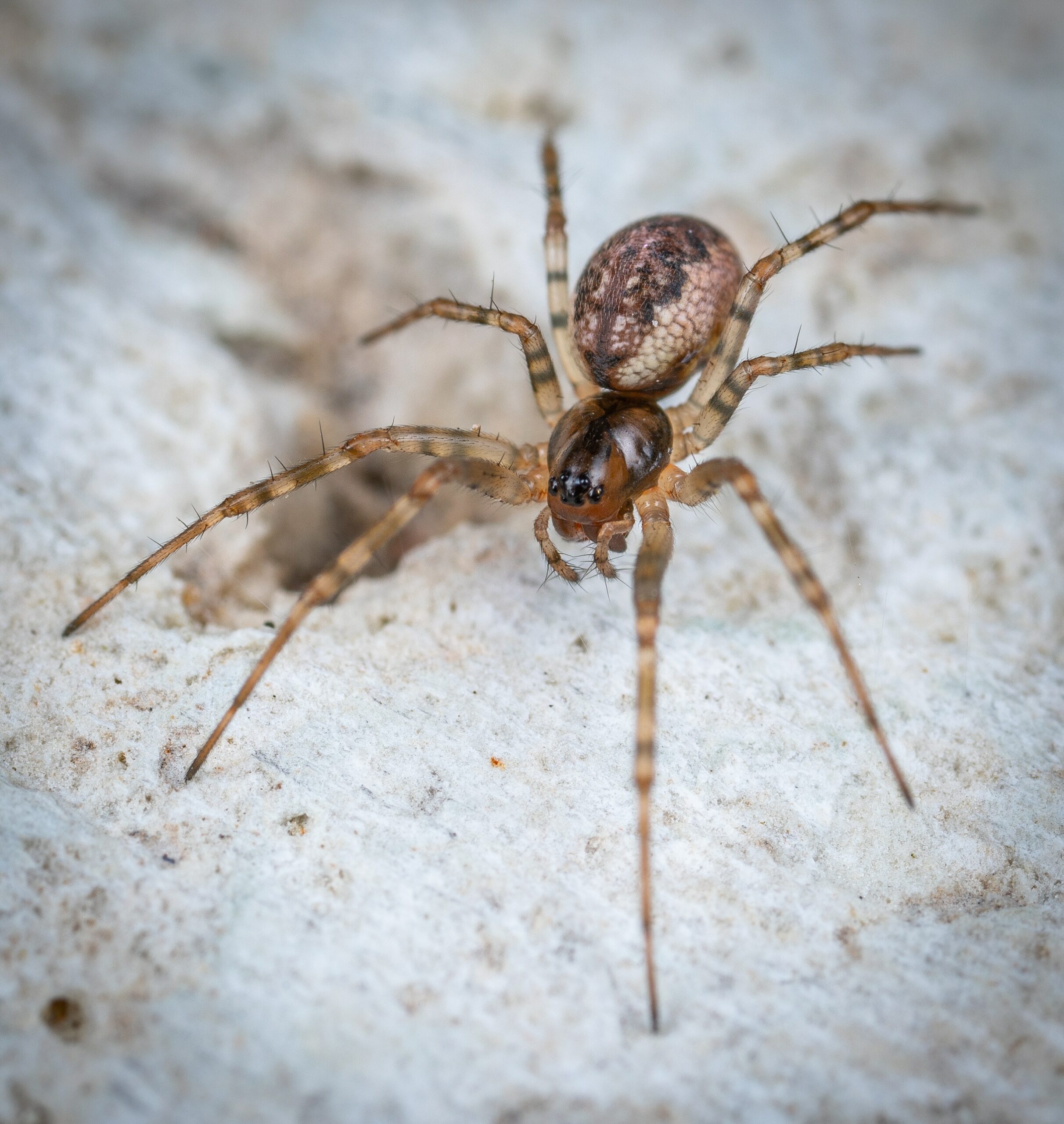 Close-up of a brown spider with a patterned abdomen and long, thin legs on a textured surface. The background is blurred, highlighting the spiders detailed appearance.