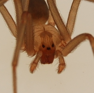 Brown Recluse Spiders in Arkansas