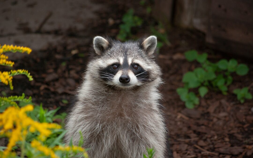 What attracts raccoons to my house?