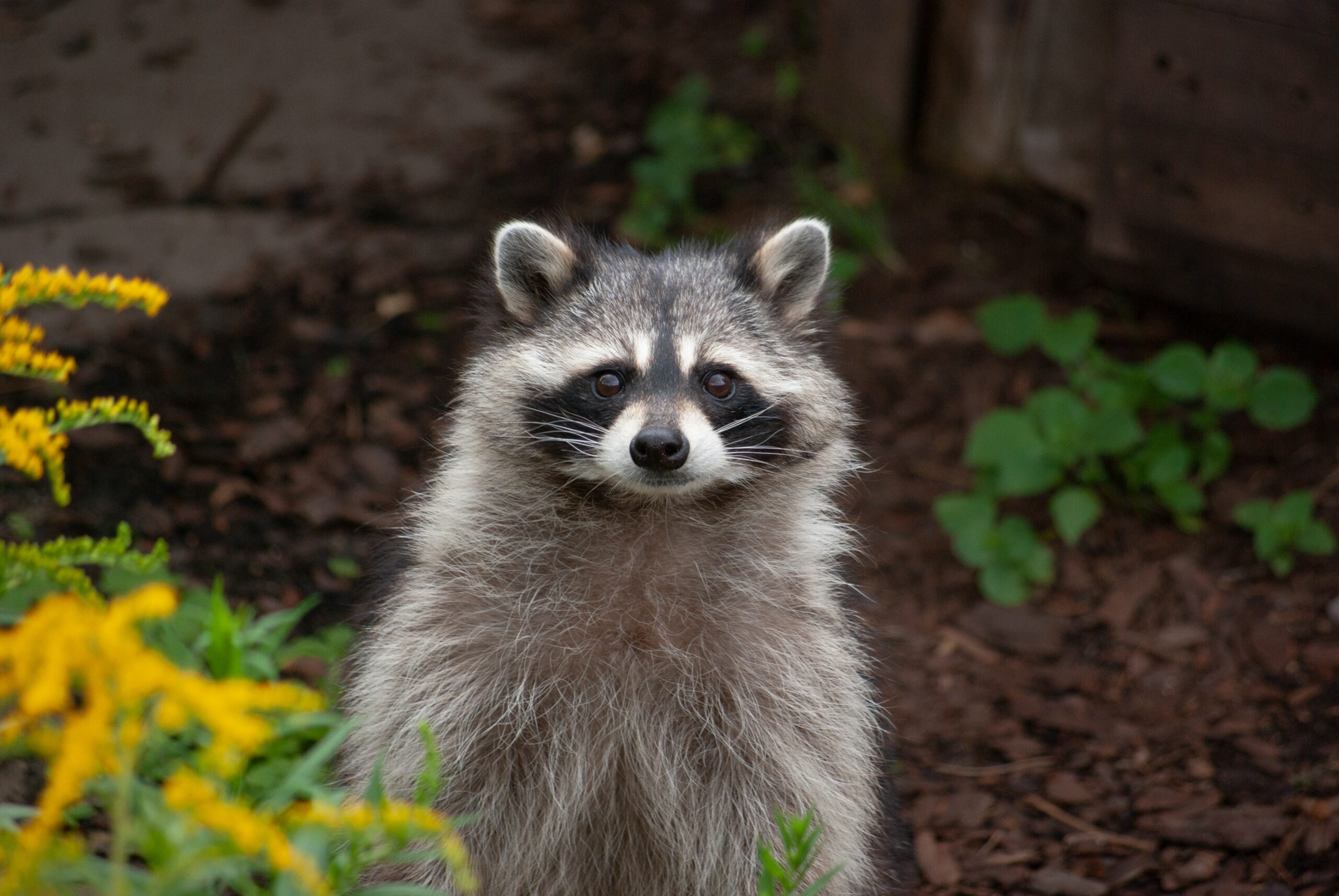 racoon