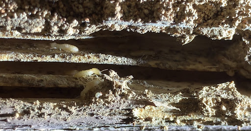 Close-up of a wooden structure infested with termites. The image shows several termites crawling within the hollowed-out wood, which appears damaged and eroded. The lighting highlights the textured, crumbly surface of the wood.