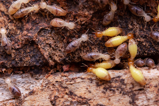 The Trouble With Termites