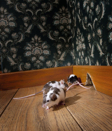 Three mice with spotted fur are on a wooden floor by a small hole in the wall. The wall has green and white floral wallpaper. One mouse is outside the hole, while the other two are partially inside, peeking out.