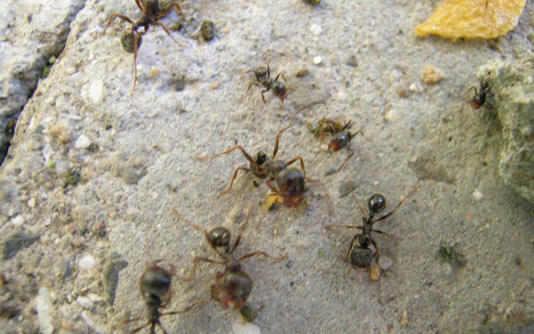 Close-up of several carpenter ants on a concrete surface. The ants appear to be foraging, with some carrying small bits of food. The background is a textured gray with small pebbles embedded in the surface.