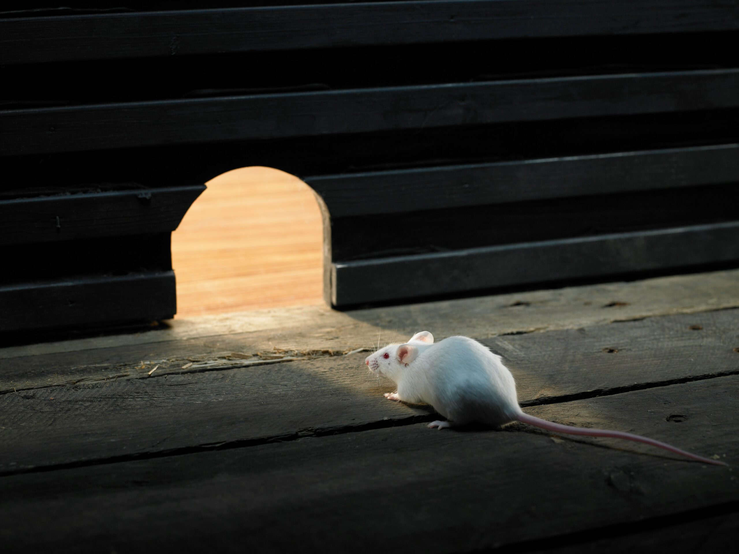 A small white mouse standing on a dark wooden floor gazes toward a mouse-sized opening in the wall, where warm light is shining through.