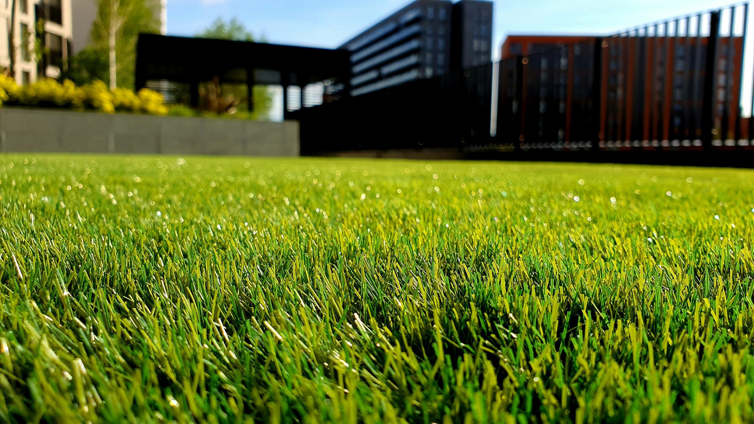 Close-up view of a lush green grass field in the foreground, with tall buildings and a clear blue sky in the background. Amidst the vibrant blades of grass, where sunlight dances, odorous house ants navigate this serene urban landscape.