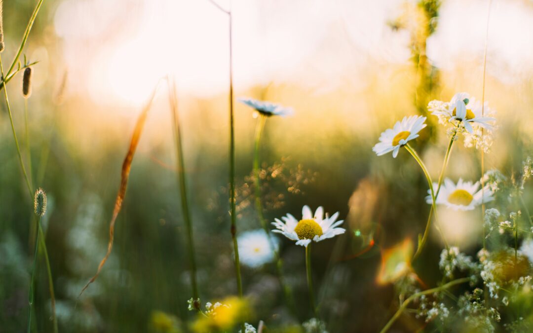 Top 5 Mosquito Control Tips for a Pest-Free Spring