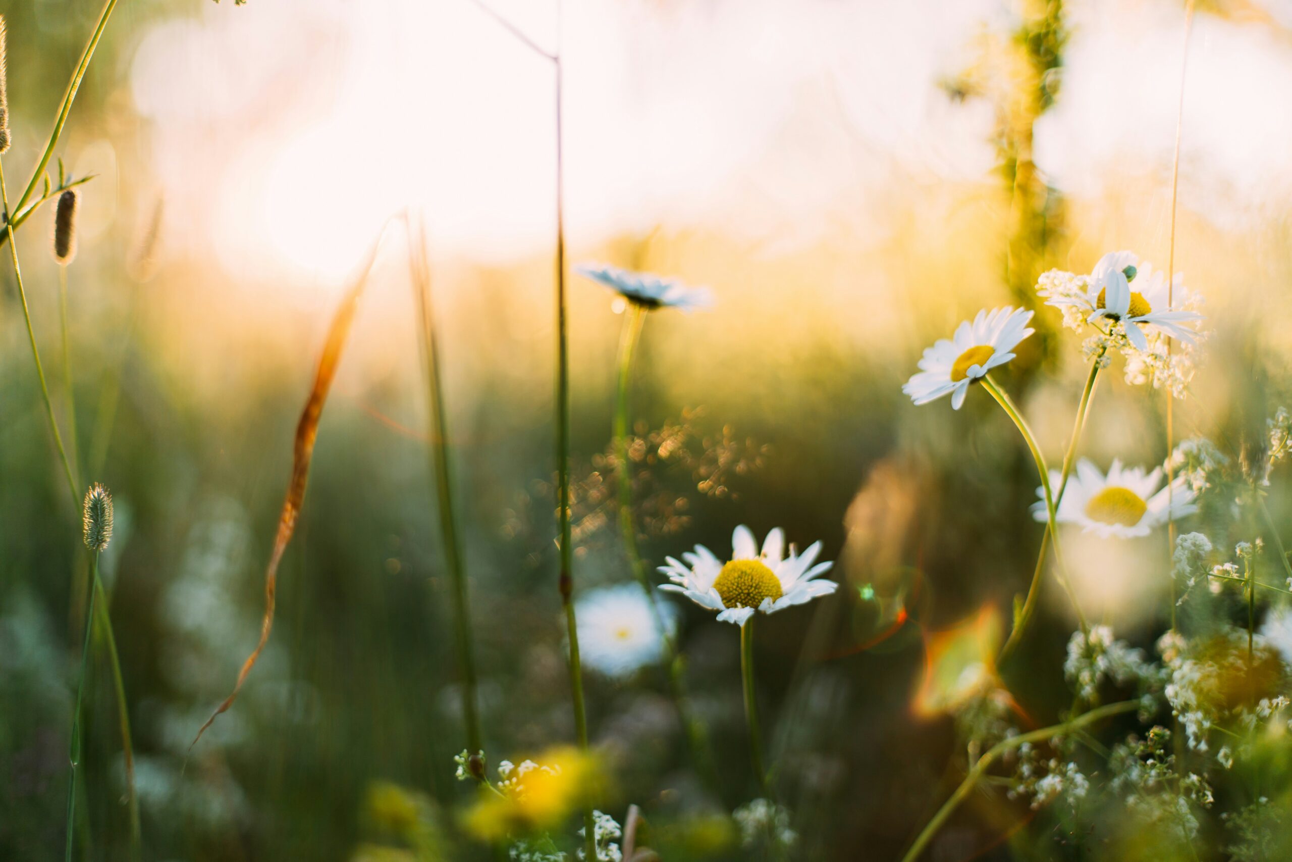 Close-up of wild daisies and grasses in a sunlit meadow, with soft golden sunlight and a blurred, dreamy background creating a warm, peaceful atmosphere—ideal for natural beauty and mosquito control.