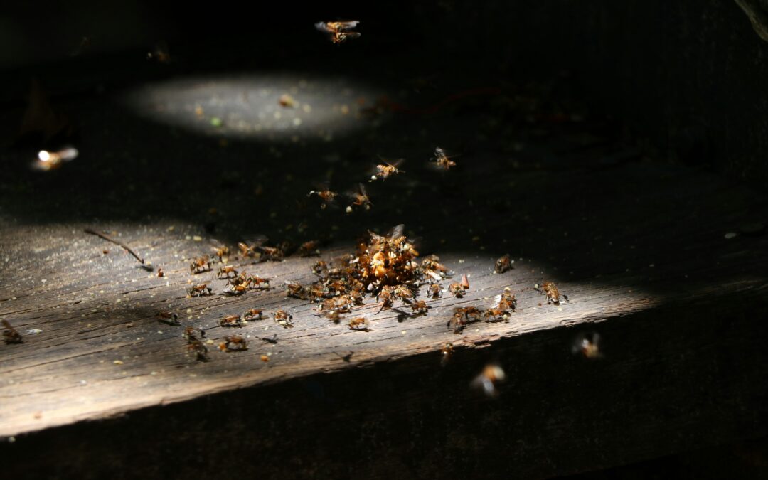 A cluster of bees gathers on a wooden surface in a patch of sunlight, with several bees flying nearby. Dark shadows surround the scene, emphasizing the busy activity—reminding one of the bustle found during termite season.
