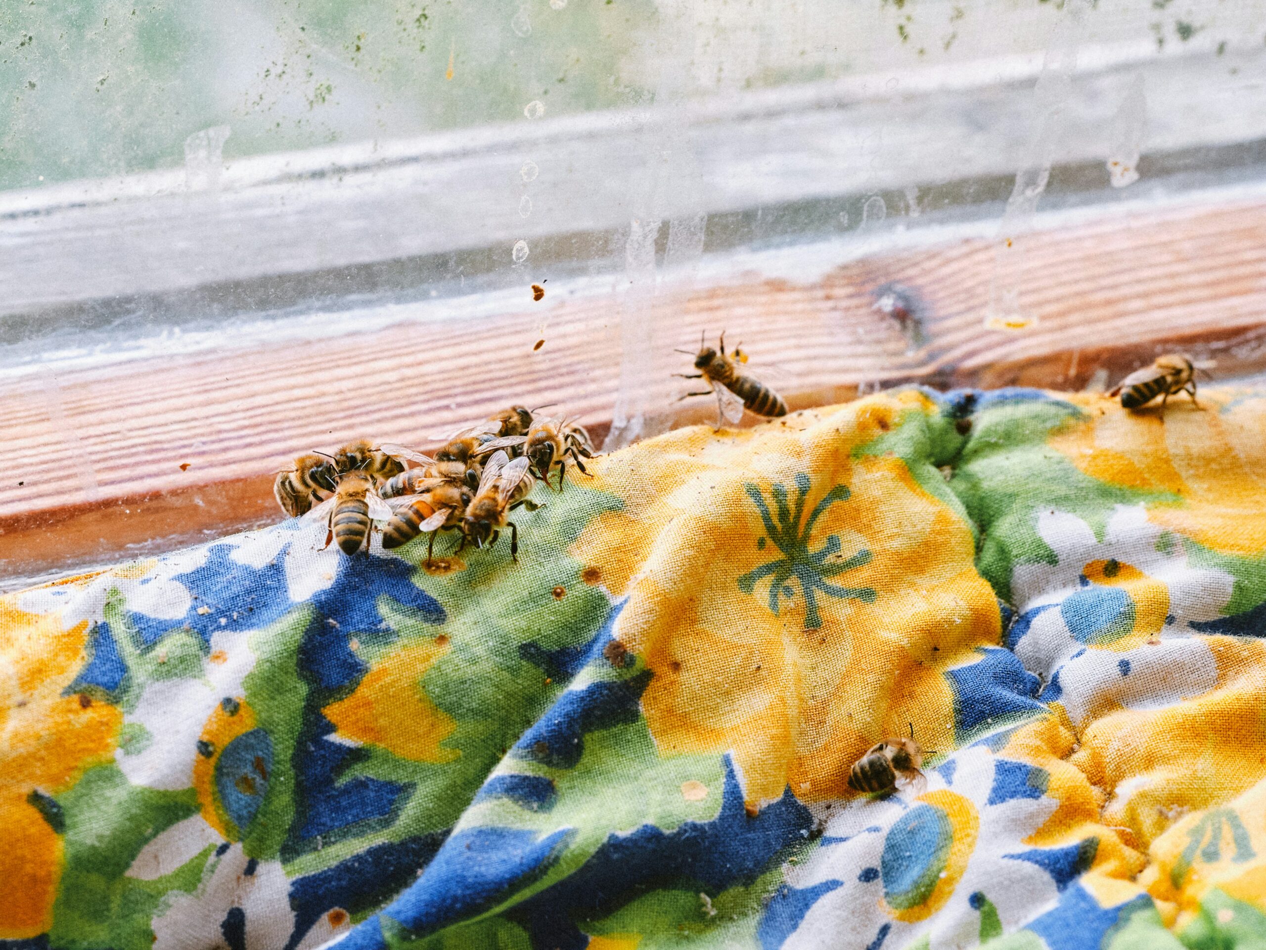 A group of bees gathers on a colorful floral-patterned cloth near a dusty window, with sunlight filtering through the glass.