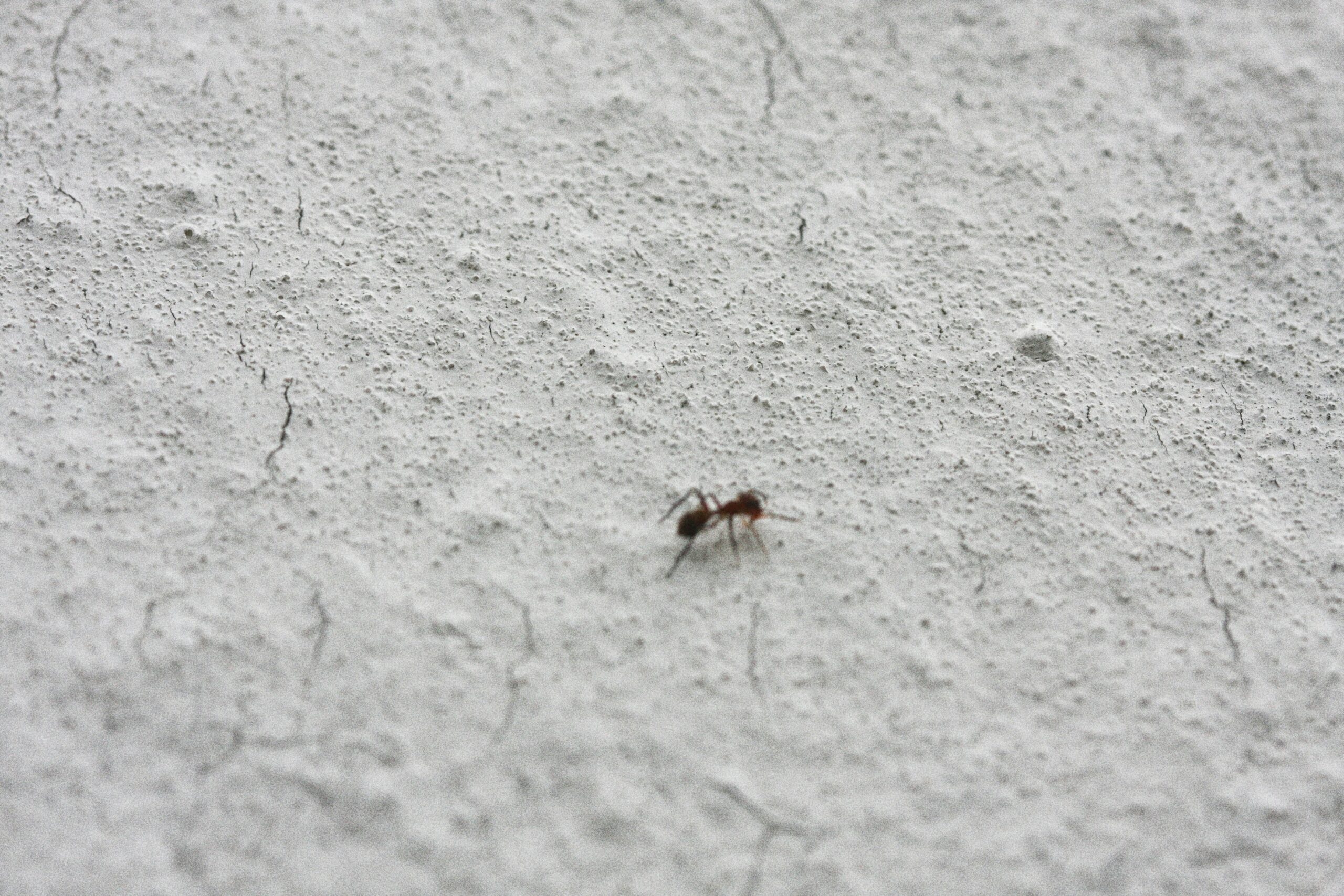 A single small ant walks across a rough, cracked white surface, with the background mostly out of focus.