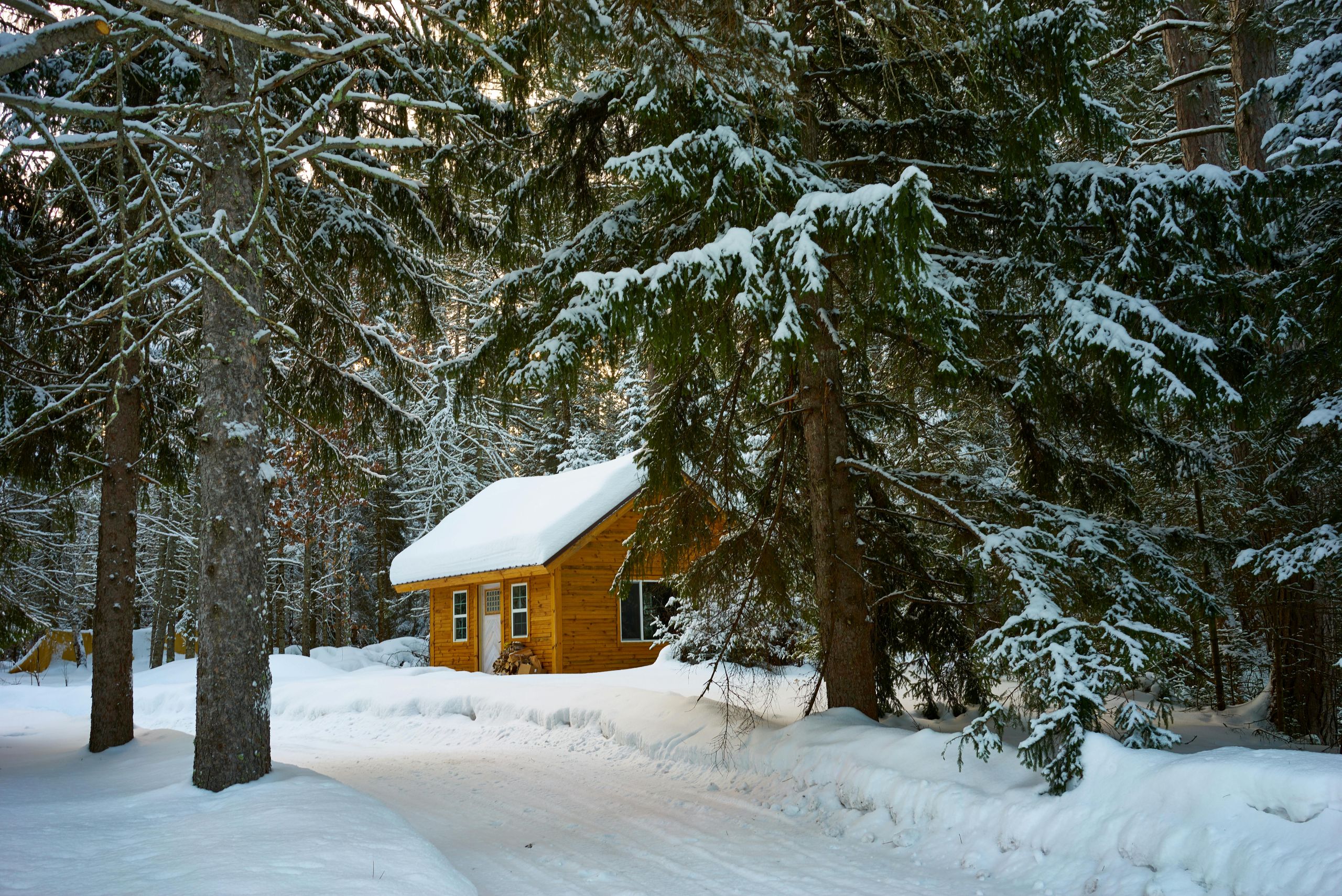 A small wooden cabin sits surrounded by snow-covered pine trees in a peaceful winter forest, with sunlight filtering through the branches and Winter Pest Control measures keeping the snowy ground serene and pest-free.