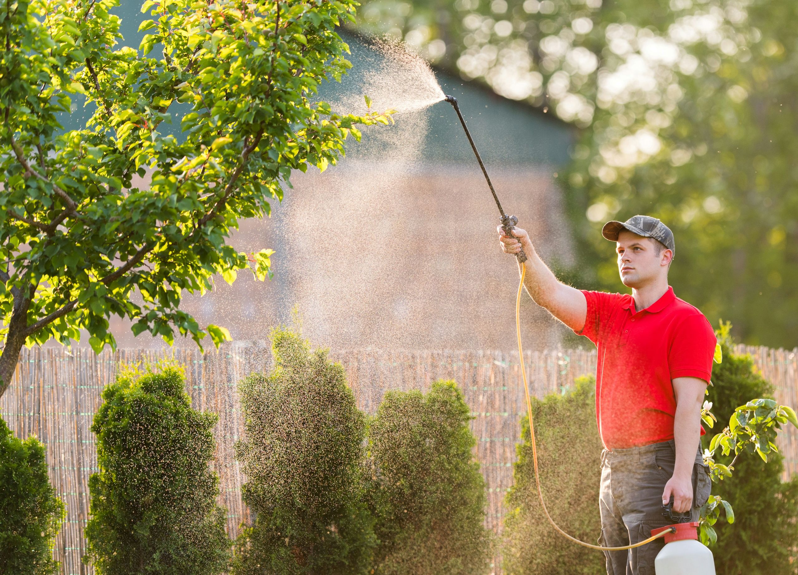 Why February Pest Treatments Are Essential A person wearing a red shirt and cap sprays pest treatments onto a tree in a garden, using a long wand attached to a tank. Shrubs and a fence are visible in the background.