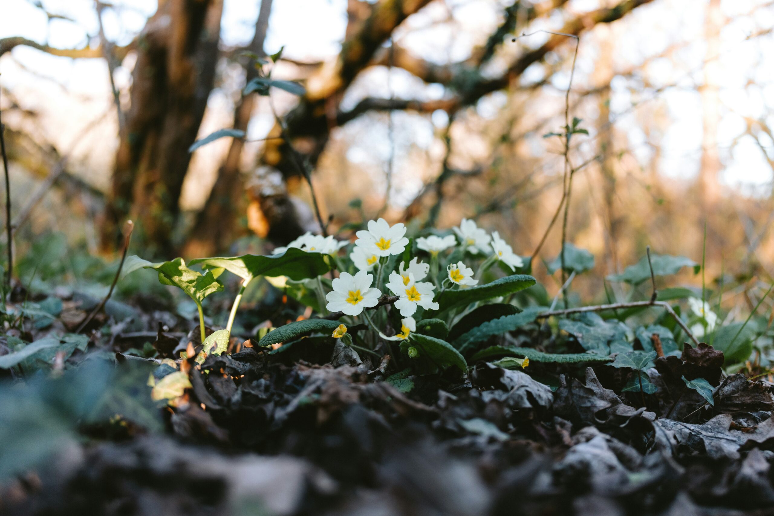 Small white and yellow primrose flowers grow among green leaves and dry brown foliage on a forest floor, while early spring pests may hide beneath the leaves, with blurred trees and sunlight in the background.