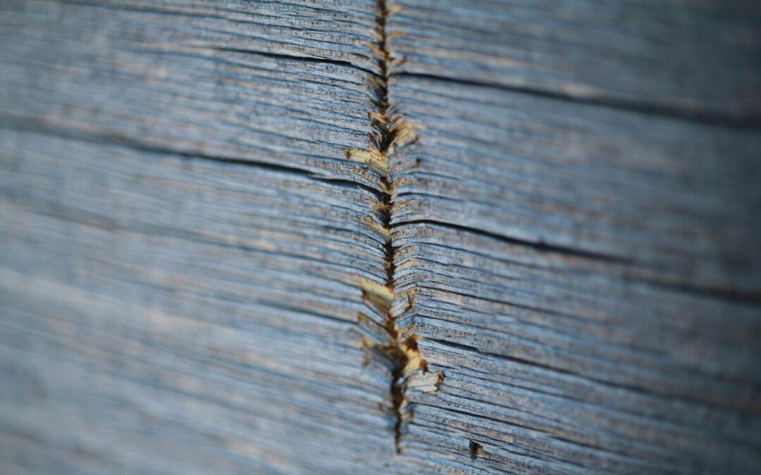 The First Signs of Termite Season