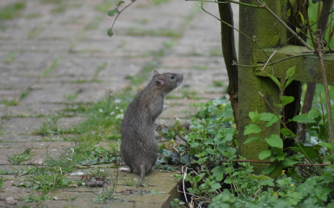 Rodent Activity in Warmer Months and How to Stop It Early