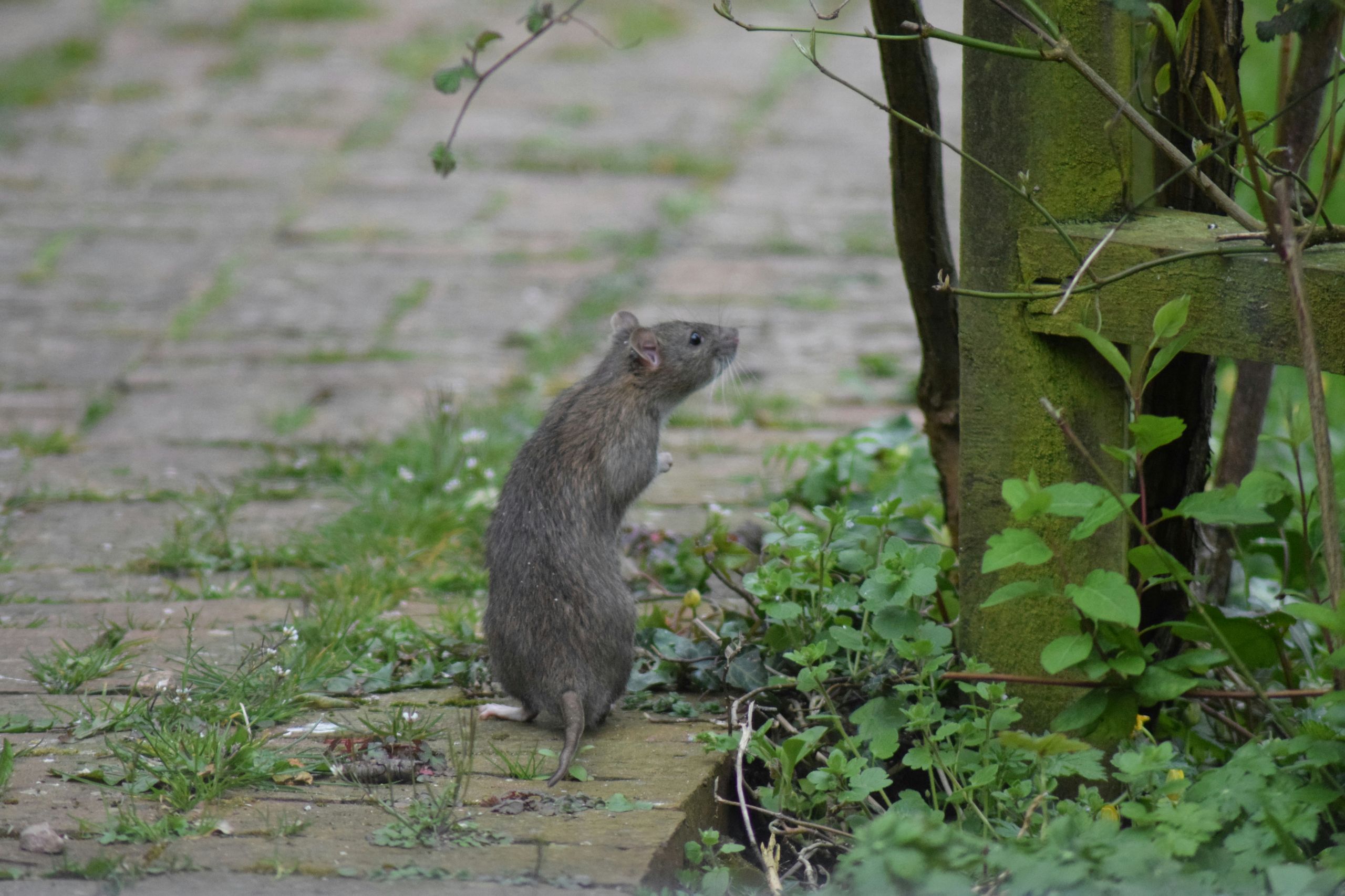 A brown rat standing upright on its hind legs on a stone pathway, surrounded by green weeds and plants, next to a moss-covered post.