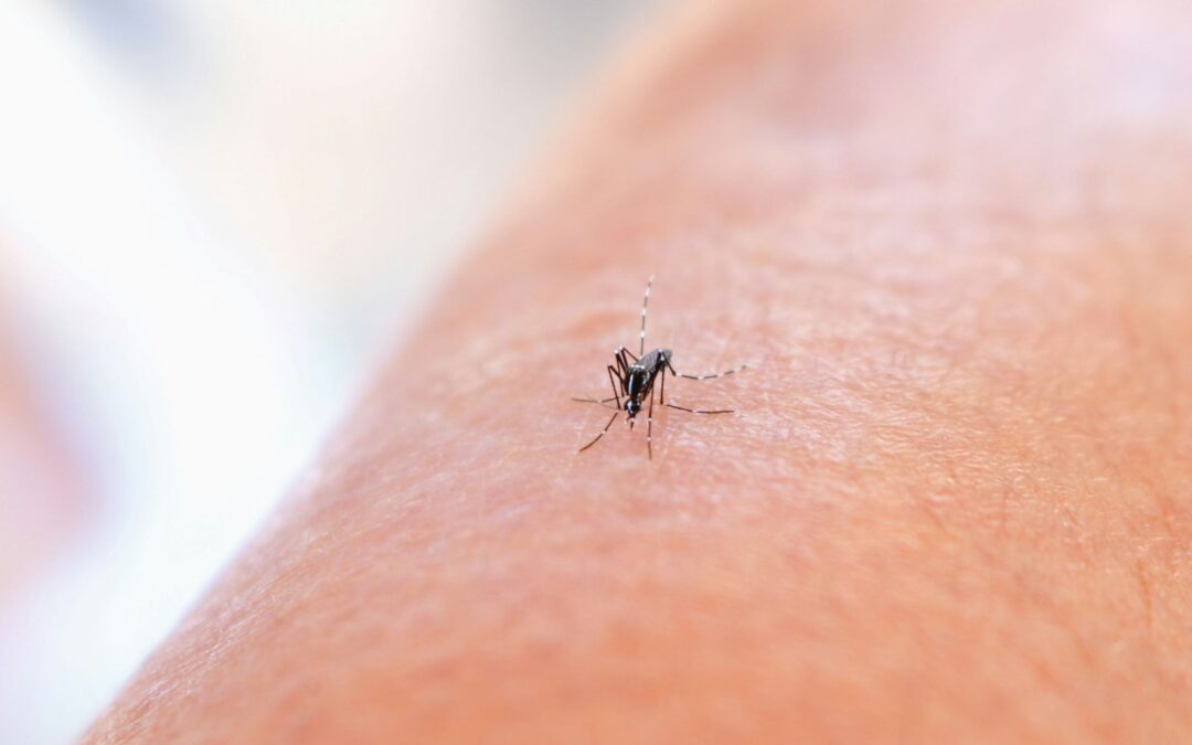 Why Mosquito Activity Peaks in July and How to Reduce It