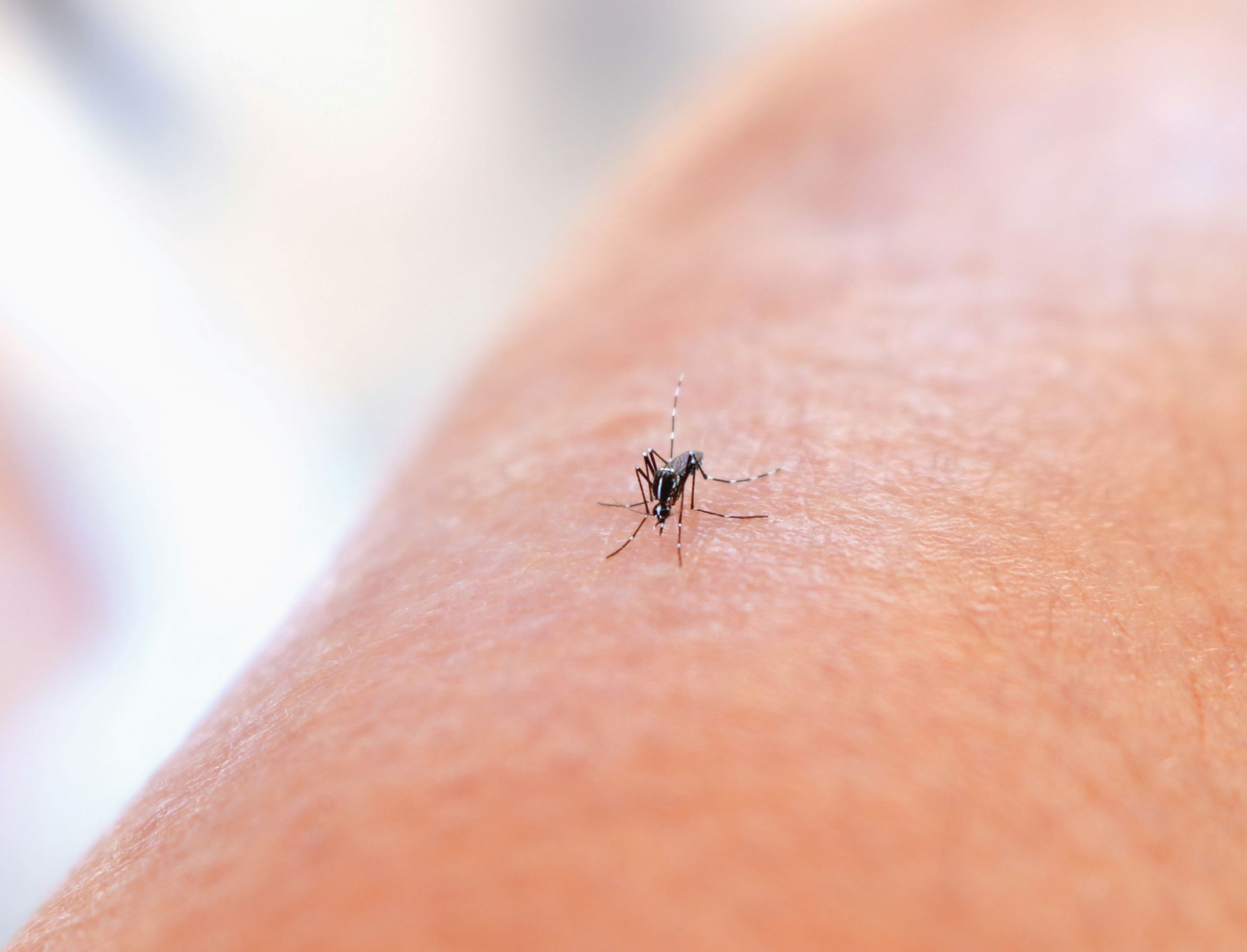 Why Mosquito Activity Peaks in July and How to Reduce It A close-up of a mosquito perched on human skin, poised to bite. The background is blurred, emphasizing the importance of getting a professional mosquito control