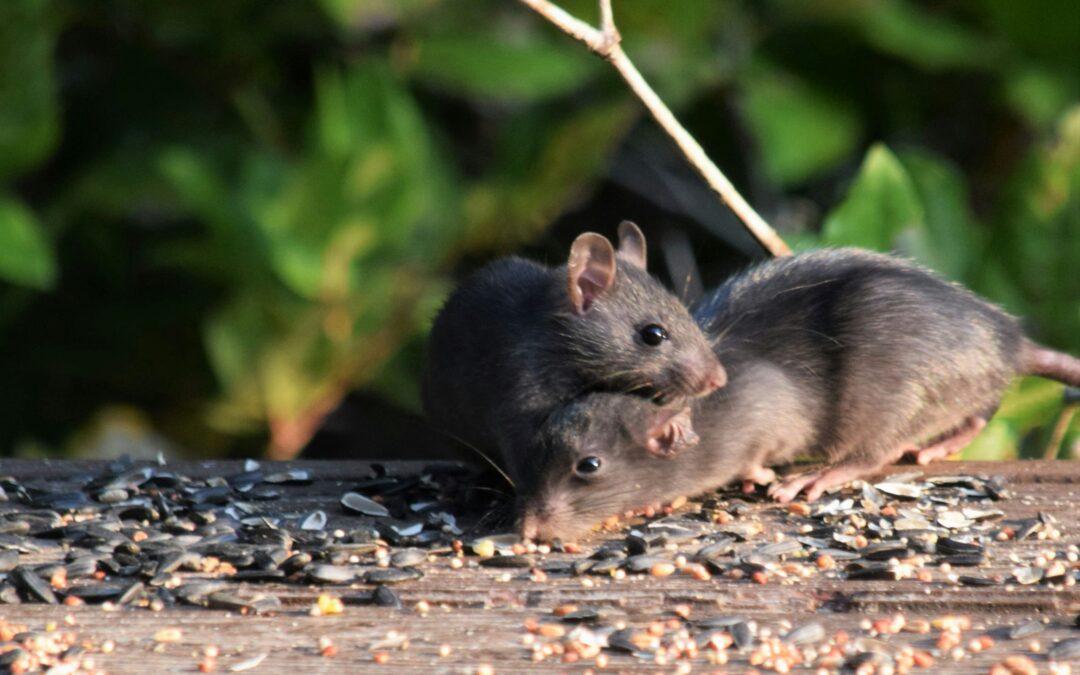 What Happens to Pests When Arkansas Temperatures Begin to Cool?