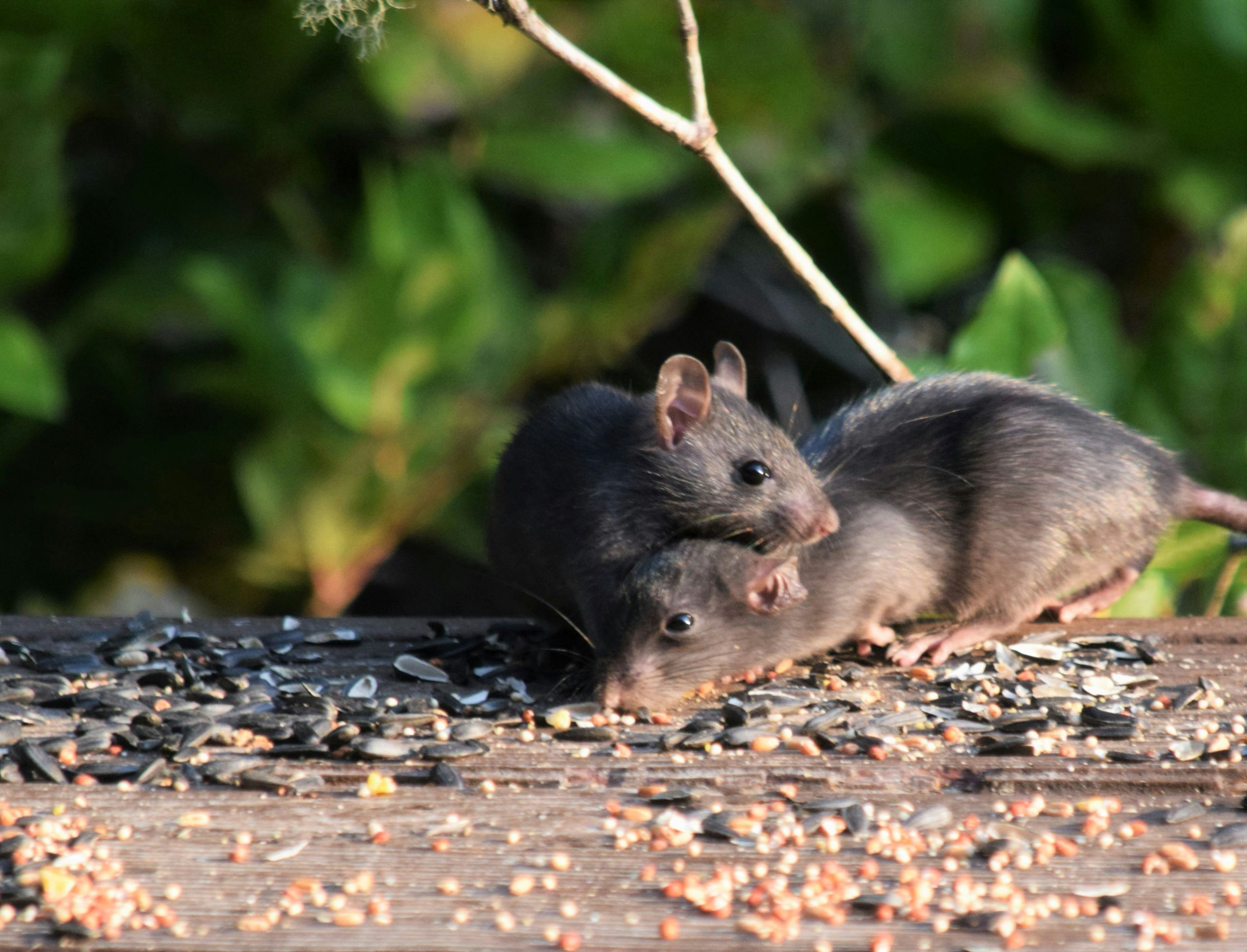 Two small black mice are surrounded by scattered seeds on a wooden surface, with green foliage in the blurred background. One mouse is lying down while the other stands over it.