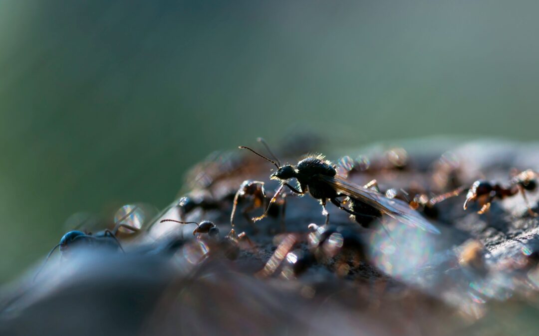 Why October Is a Smart Time for a Seasonal Pest Inspection